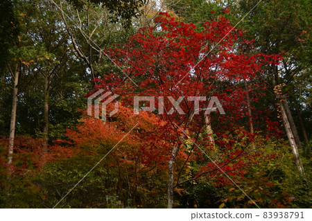 楓葉祭_清林寺 83938791