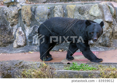 塔馬動物園,黑熊 塔馬動物園,黑熊 83939012