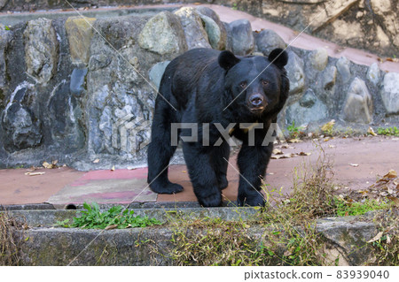 塔馬動物園,黑熊 塔馬動物園,黑熊 83939040