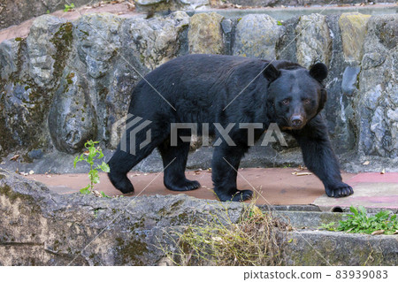 Tama Zoological Park, Black Bear Tama Zoological Park, Black Bear 83939083