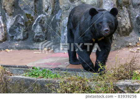Tama Zoological Park, Black Bear 83939256