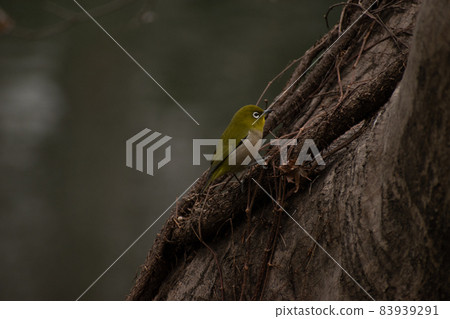 White-eye that stays in the ivy entwined in the tree White-eye that stays in the ivy entwined in the tree 83939291