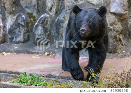 Tama Zoological Park, Black Bear 83939368