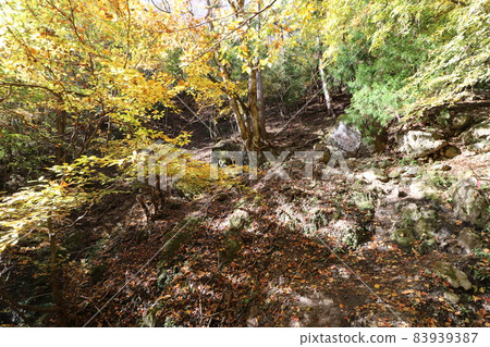 Climbing from the Hinata Otani trailhead of Mt. Ryokami in Chichibu, Saitama Prefecture in November 2021 83939387