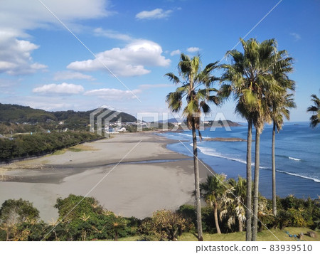 Washintonia Palm and Hyuga Coastline 83939510