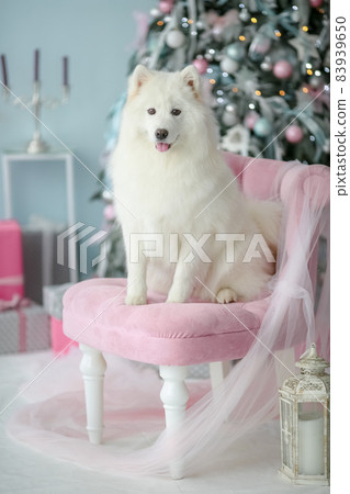 Purebred white fluffy dog sitting and posing on a chair. 83939650