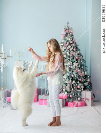 New Year's Eve, a girl trains her white fluffy pet New Year's Eve, a girl trains her white fluffy pet 83939652