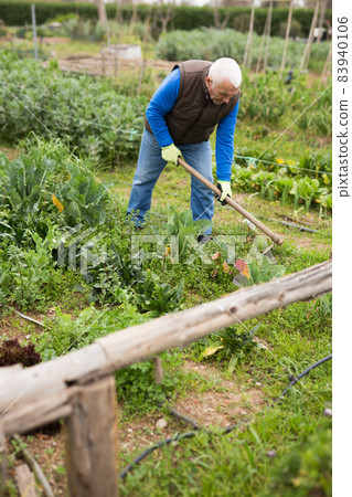 Senior man hoeing soil on vegetable rows 83940106