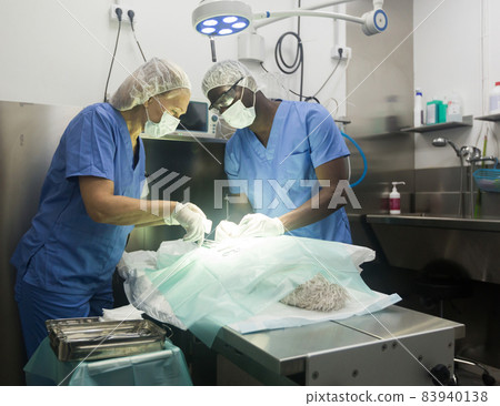 Proffesional veterinarians in uniform doing operation 83940138