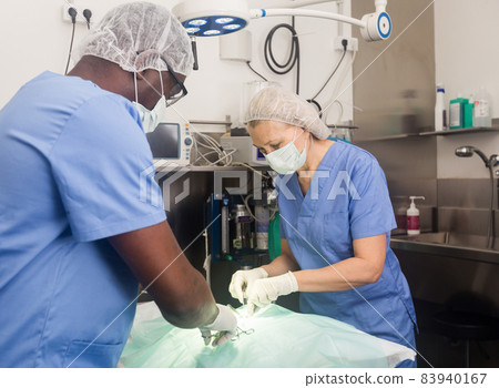 Veterinarians during operation in a veterinary clinic Veterinarians during operation in a veterinary clinic 83940167