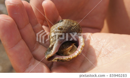 Sea clam trumpeter on palm, shell in hand Sea clam trumpeter on palm, shell in hand 83940283