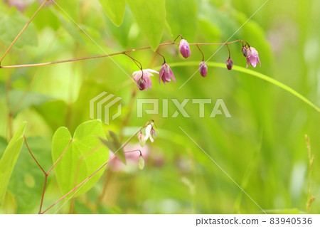 Epimedium diphylla, epimedium diphylla, pink flowers, wild grass, undergrowth in the forest 83940536