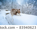 Purebred dog breed a weasel lying in a snow drift 83940623