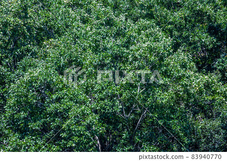 埼玉縣木葉/北本市一側 83940770