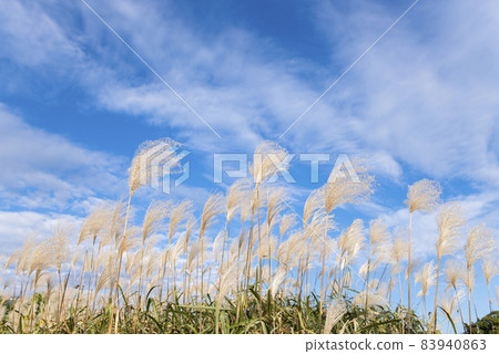【秋意】日本蒲葦和湛藍的天空 83940863