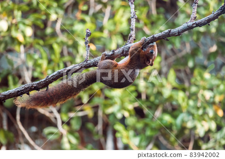 Asian red squirrel on dry branch Asian red squirrel on dry branch 83942002