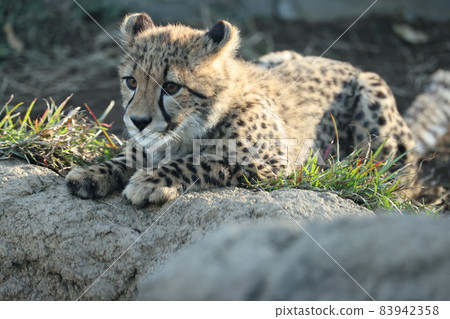 Cheetah Cheetah 83942358
