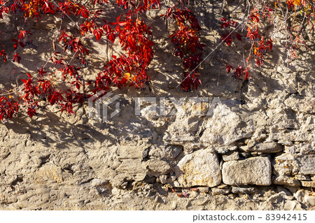 old wall with colorful leaves in autumn 83942415