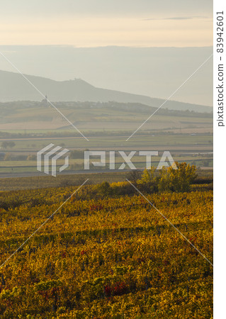 Autumn vineyard near Velke Bilovice, Southern Moravia, Czech Republic 83942601