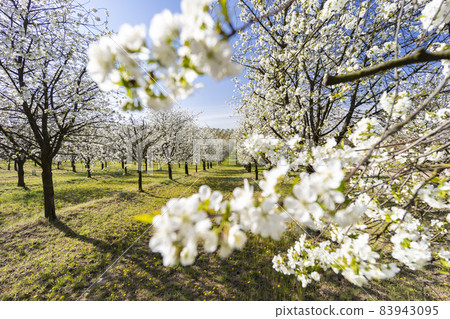 flowering cherry orchard near Cejkovice, Southern Moravia, Czech Republic flowering cherry orchard near Cejkovice, Southern Moravia, Czech Republic 83943095