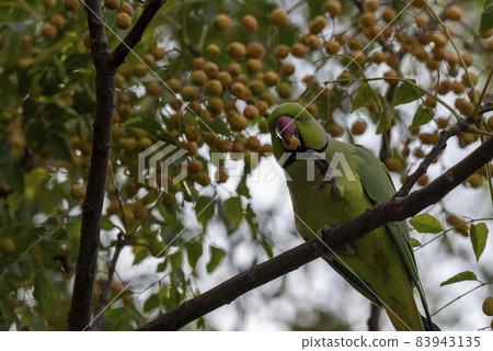 Parrot on the branch. green Indian parrot resting on a branch in greenery in Jerusalem 83943135