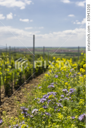 Floral spacing in organic vineyard, Southern Moravia, Czech Republic Floral spacing in organic vineyard, Southern Moravia, Czech Republic 83943208