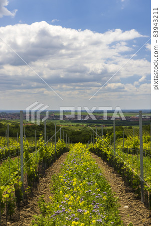 Floral spacing in organic vineyard, Southern Moravia, Czech Republic Floral spacing in organic vineyard, Southern Moravia, Czech Republic 83943211