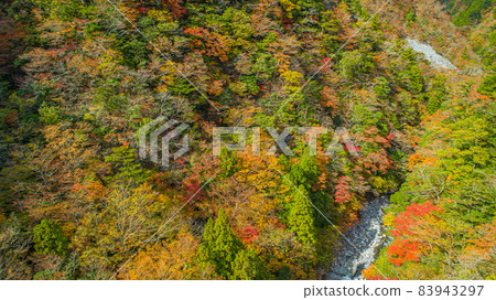 [Drone aerial photography] Autumn Takasekyo [Autumn leaves] 83943297