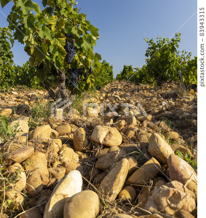 Typical vineyard with stones near Chateauneuf-du-Pape, Cotes du Rhone, France Typical vineyard with stones near Chateauneuf-du-Pape, Cotes du Rhone, France 83943315