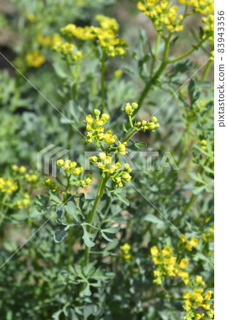 Common rue 83943356
