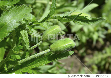 Oriental poppy 83943357