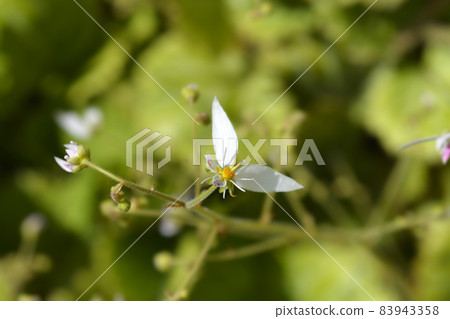 Creeping saxifrage Creeping saxifrage 83943358