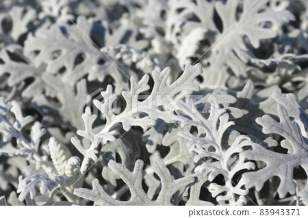 Silver ragwort 83943371