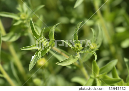 Lemonyellow false goldenaster Lemonyellow false goldenaster 83943382