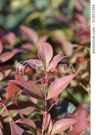 Heavenly bamboo Obsessed 83943384