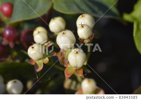 St Johns wort Miracle Mix 83943385