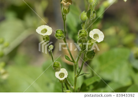 Aztec tobacco Aztec tobacco 83943392