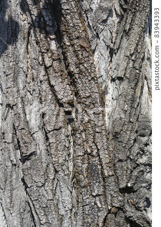 Lombardy poplar Lombardy poplar 83943393