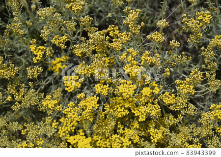 Italian everlasting flowers Italian everlasting flowers 83943399