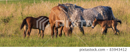 Horses grazing in pasture 83943412