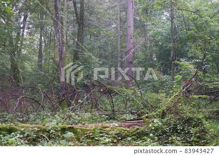 Old hornbeam tree lying in summertime forest 83943427