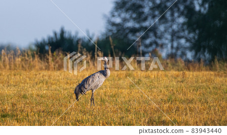 Common Cranes(Grus grus) in summertime 83943440