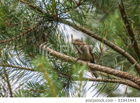 Eurasian Wryneck (Jynx torquilla) on branch Eurasian Wryneck (Jynx torquilla) on branch 83943441