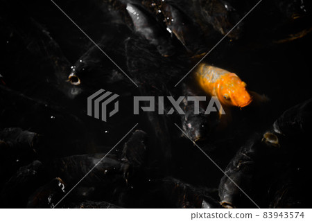 彩色鯉魚 彩色鯉魚 83943574