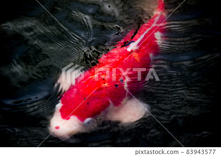 彩色鯉魚 彩色鯉魚 83943577