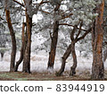 Artistic defocused pine forest nature background. 83944919