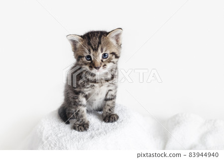 Small tabby kitten 83944940