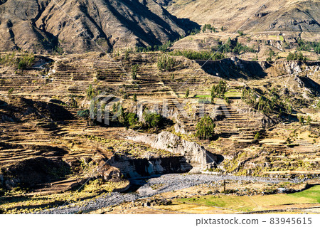 Terraced fields within the Colca Canyon in Peru 83945615