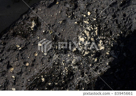 Close-up of volcanic stone beach rock with shells and barnacles on the water 83945661