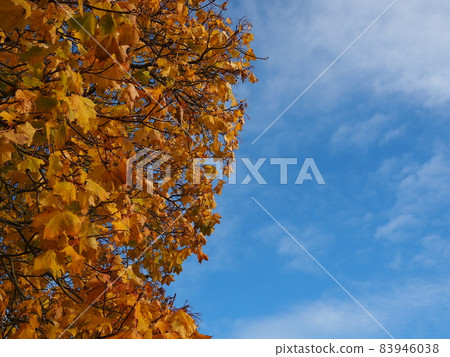 藍天和死的葉子 83946038